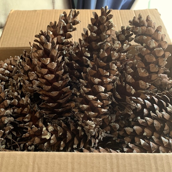 Nature Other - Crafting 45 Large Pinecones Berkshire Mountain White Pines assorted 3” 4” 5”